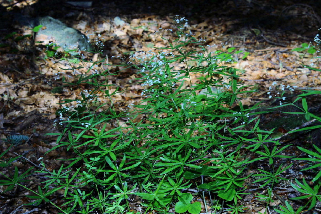 Rubiacea da determinare